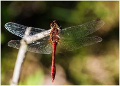 Blutrote Heidelibelle(Sympetrum sanguineum),m