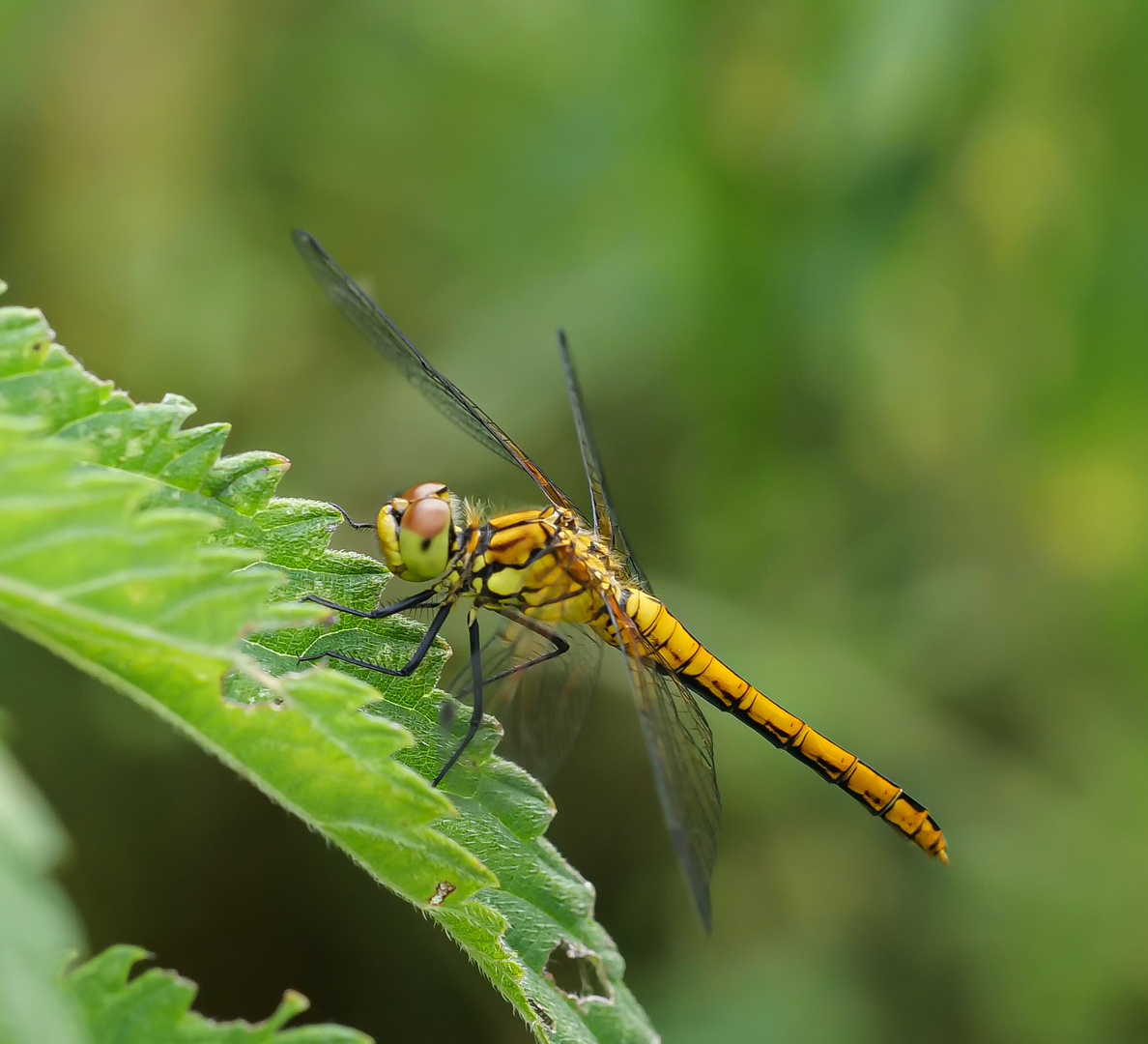 Blutrote Heidelibelle_Weibchen