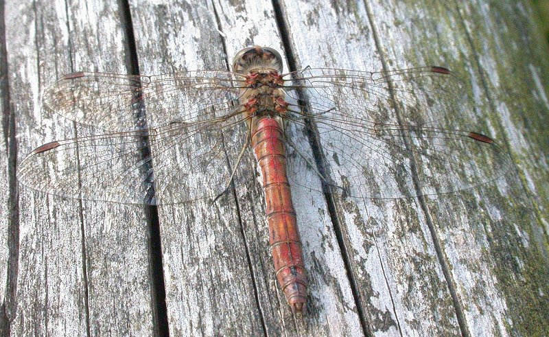 Blutrote Heideliebelle unterm Adlerhorst