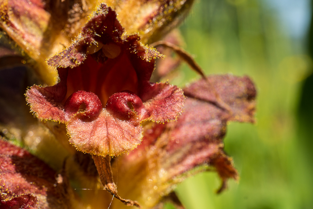 Blutrote Sommerwurz