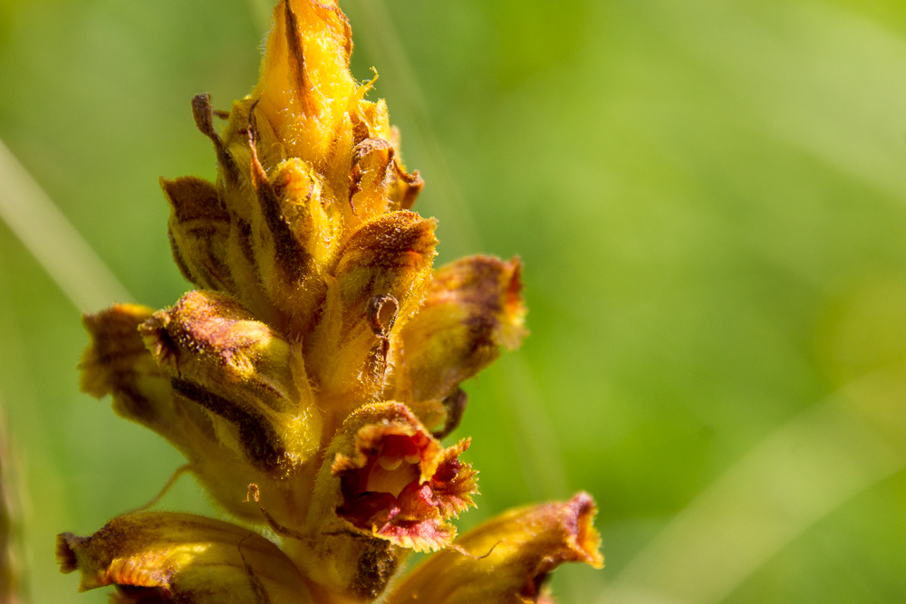 Blutrote Sommerwurz (Orobanche gracilis)