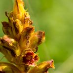 Blutrote Sommerwurz (Orobanche gracilis)