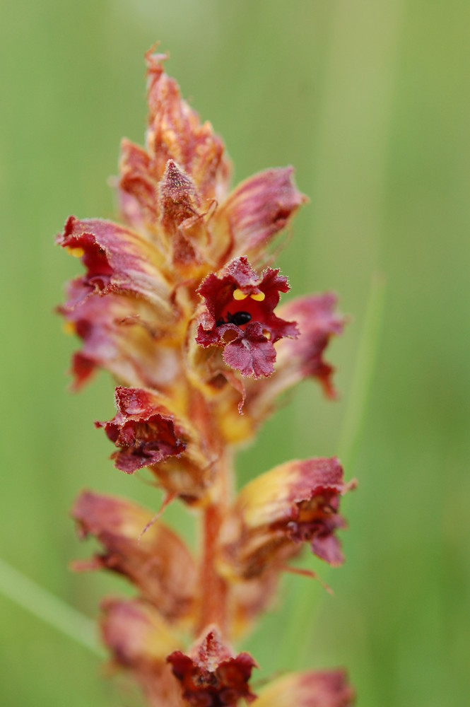 Blutrote Sommerwurz (Orobanche gracilis) am Rand eines Hangmoores