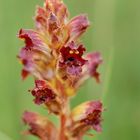 Blutrote Sommerwurz (Orobanche gracilis) am Rand eines Hangmoores