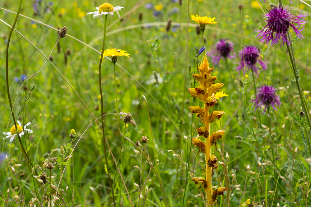 Blutrote Sommerwurz (Orobanche gracilis)