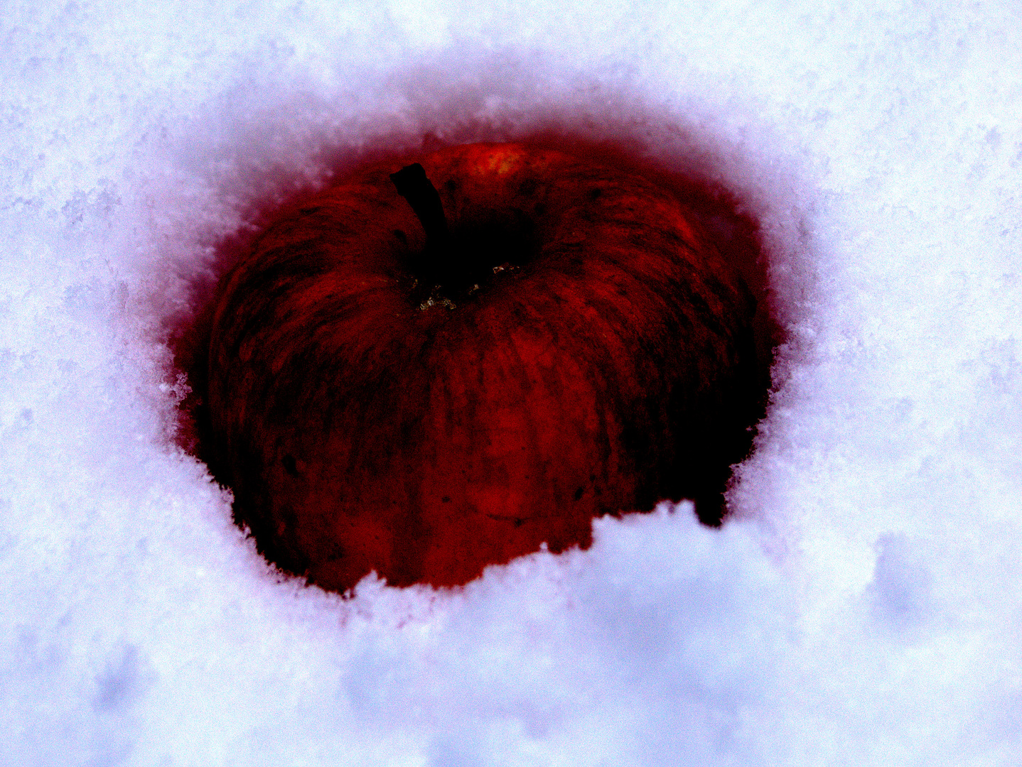 blutroter Apfel im Schnee