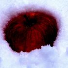 blutroter Apfel im Schnee