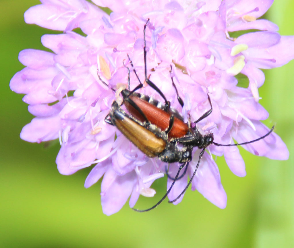 blutroter Halsbock - Anastrangalia sanguinolenta