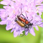 blutroter Halsbock - Anastrangalia sanguinolenta