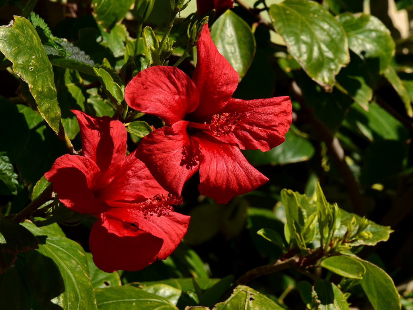 Blutroter Hibiskus