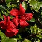 Blutroter Hibiskus