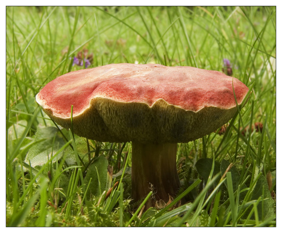 Blutroter Röhrling (Xerocomus rubellus)