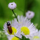 Blutroter Schnellkäfer