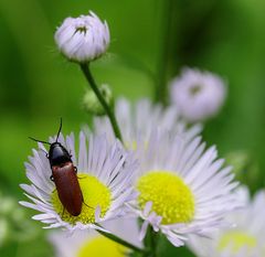 Blutroter Schnellkäfer