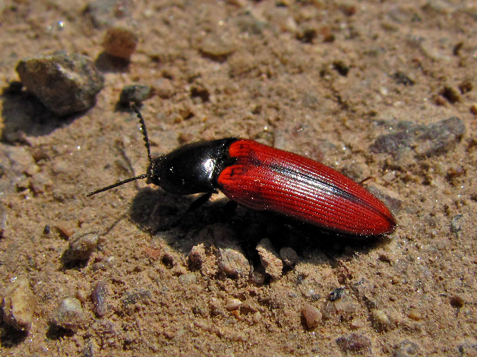 Blutroter Schnellkäfer