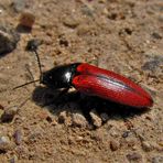 Blutroter Schnellkäfer