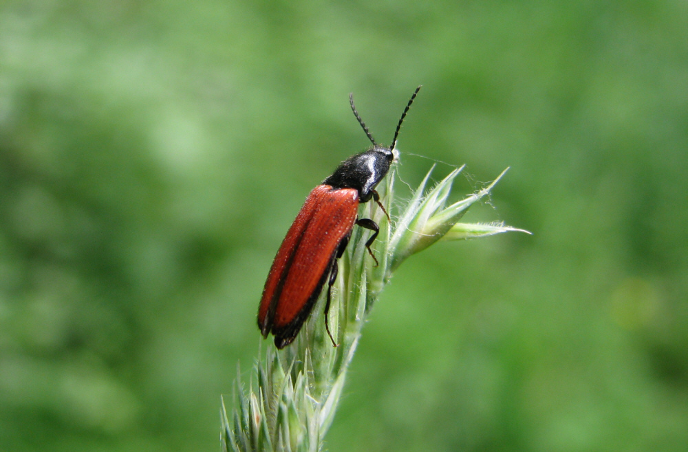 Blutroter Schnellkäfer