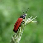 Blutroter Schnellkäfer