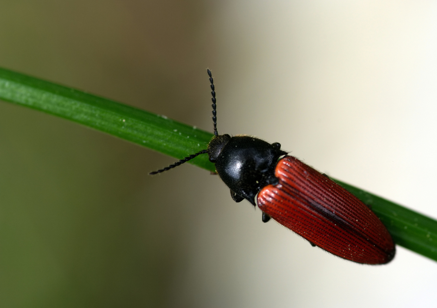 Blutroter Schnellkäfer