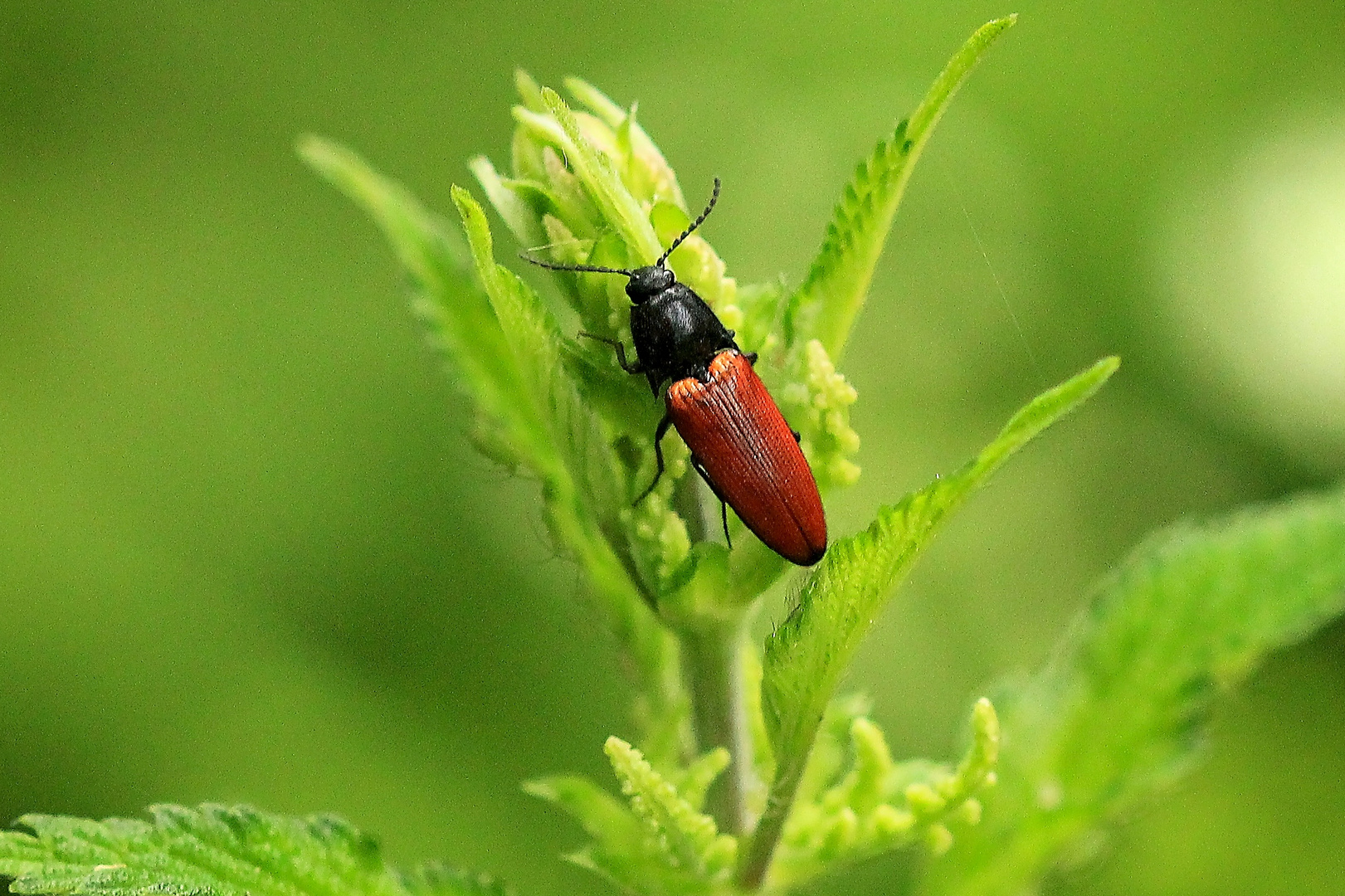 Blutroter Schnellkäfer