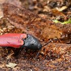 Blutroter Schnellkäfer (Ampedus-sanguineus)