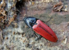 Blutroter Schnellkäfer Ampedus sanguineus