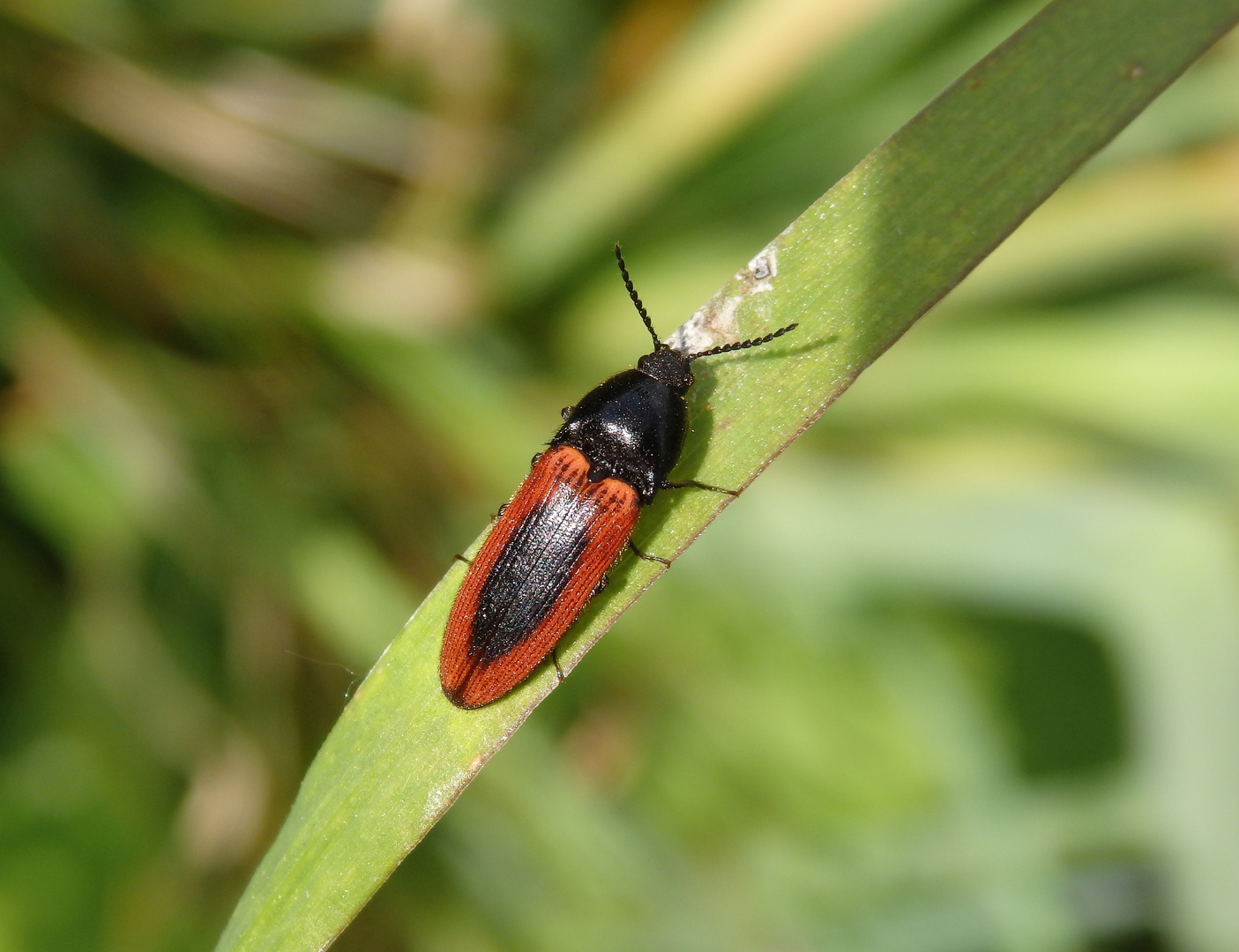 Blutroter Schnellkäfer (Ampedus sanguinolentus)