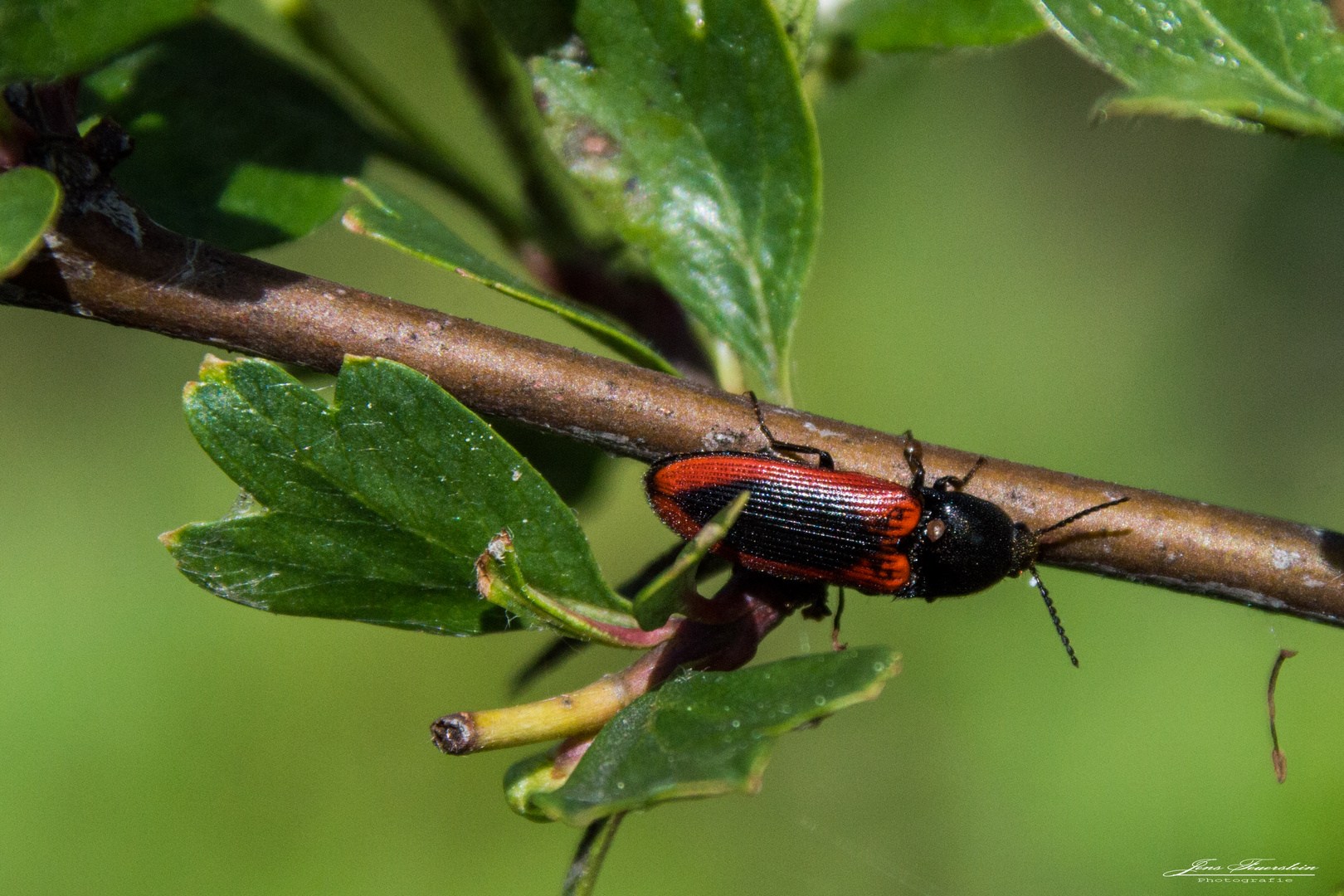  Blutroter Schnellkäfer