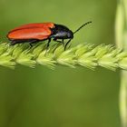 Blutroter Schnellkäfer 