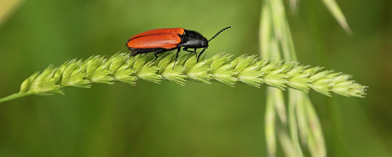 Blutroter Schnellkäfer 