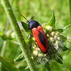 Blutroter Schnellkäfer