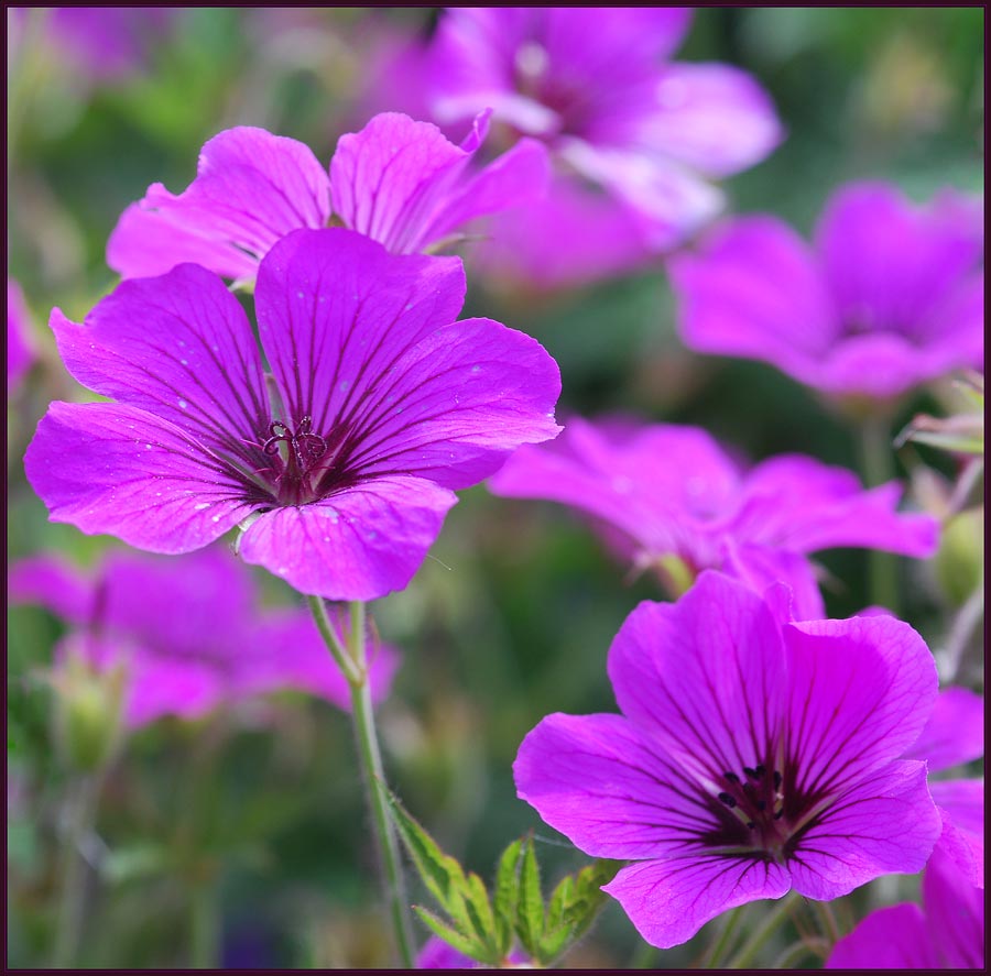 Blutroter Storchenschnabel Foto & Bild blumen Bilder auf