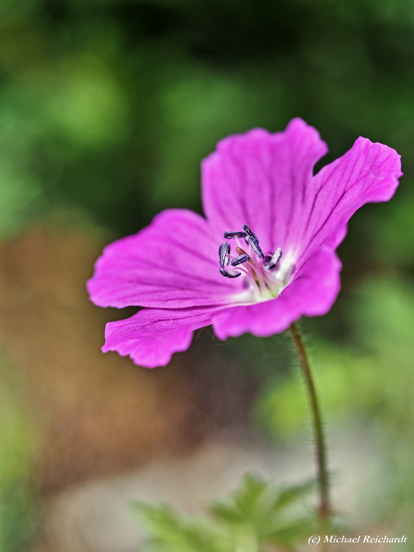 Blutroter Storchenschnabel (Geranium sanguinum) 