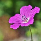 Blutroter Storchenschnabel (Geranium sanguinum) 