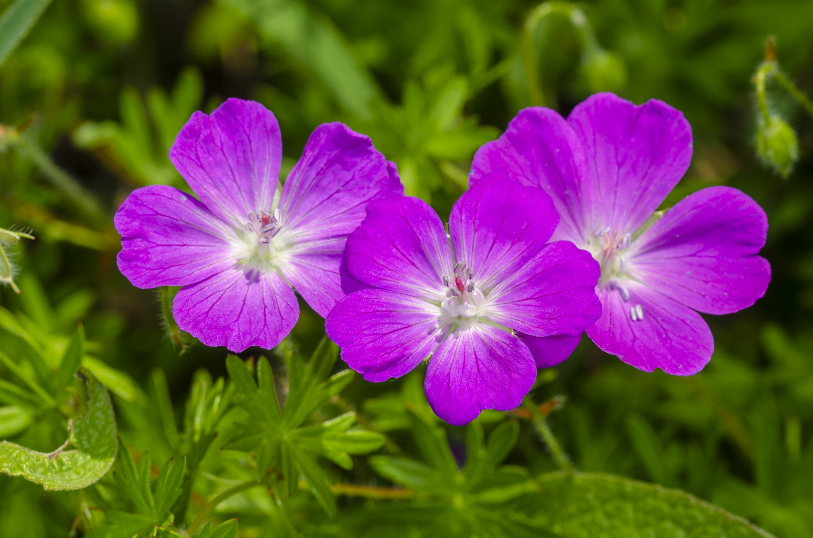 Blutroter Storchschnabel (Geranium sanguineum)