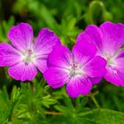 Blutroter Storchschnabel (Geranium sanguineum)