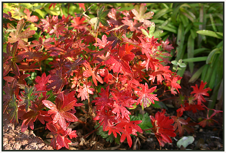 Blutroter Storchschnabel (Geranium sanguineum)