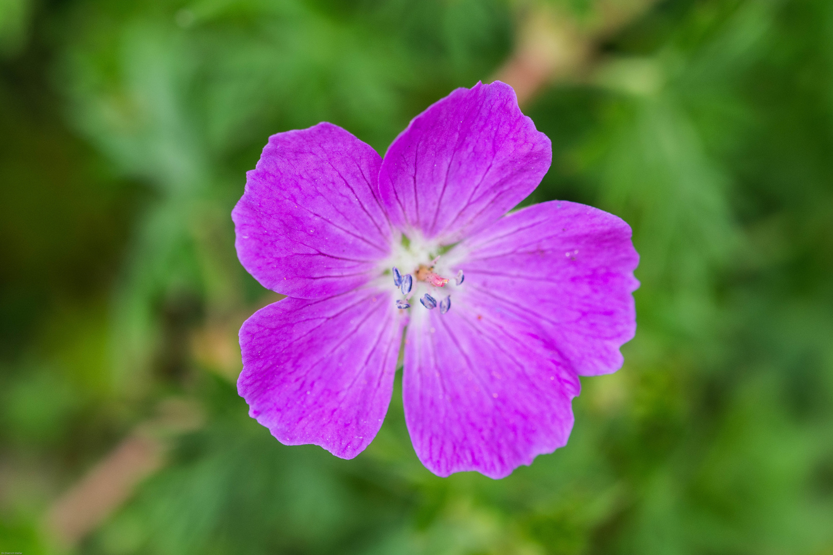 Blutroter Storchschnabel - Geranium sanguineum