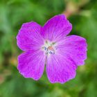 Blutroter Storchschnabel - Geranium sanguineum