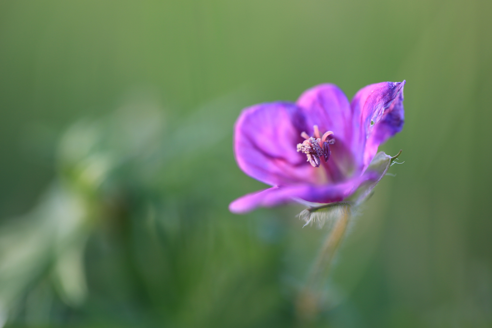 Blutroter Storchschnalbel