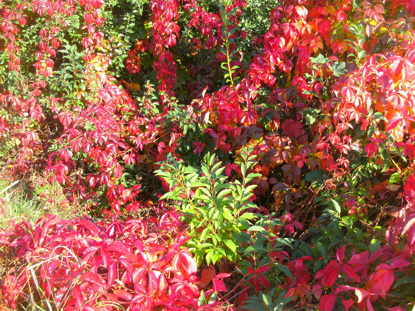 Blutroter Wilder Wein im Goldenen Herbst 10