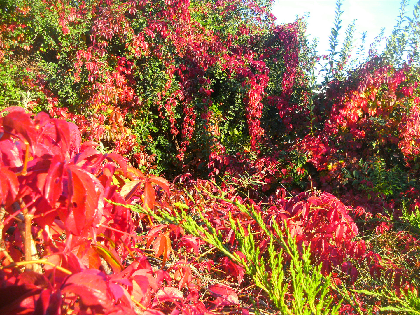 Blutroter Wilder Wein im Goldenen Herbst 2