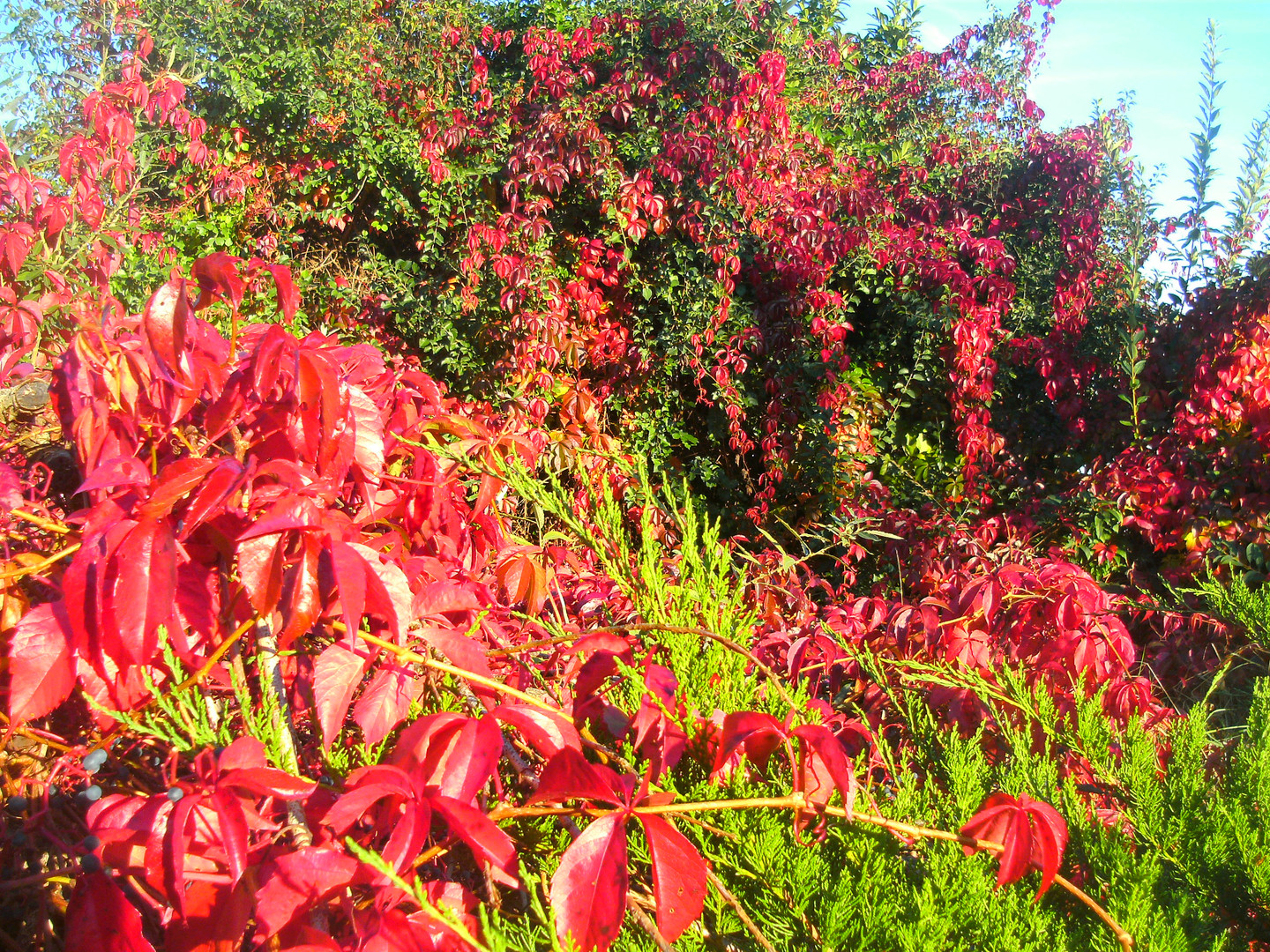 Blutroter Wilder Wein im Goldenen Herbst 4