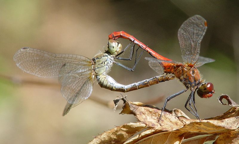 Blutrotes Paarungsrad