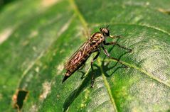 blutrünstiger quälgeist