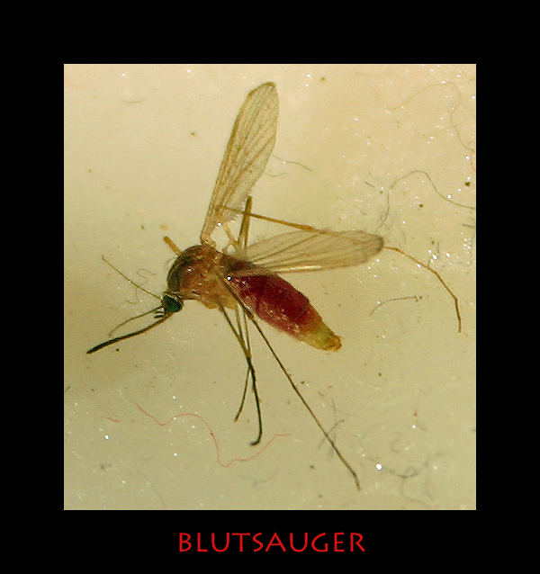 blutsauger