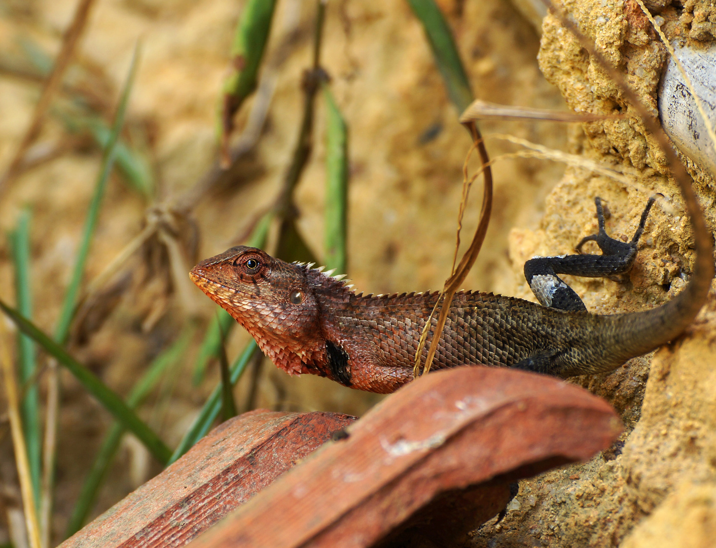 Blutsaugeragame (Bloodsucker Lizard, Calotes versicolor)