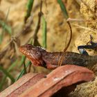 Blutsaugeragame (Bloodsucker Lizard, Calotes versicolor)