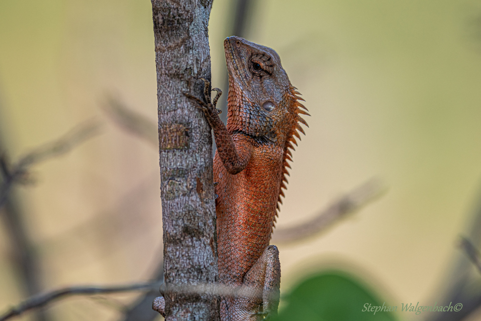 Blutsaugeragame (Calotes versicolor) Kambodscha