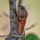 Blutsaugeragame (Calotes versicolor) Kambodscha